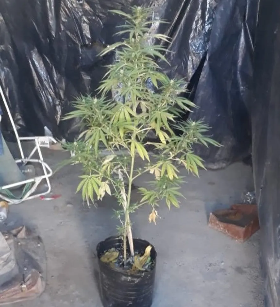 Cada vez son más los secuestros de plantas de marihuana