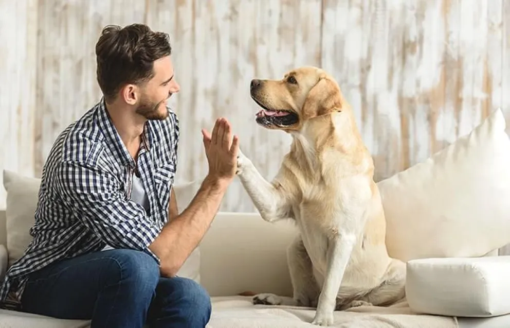 Mascotas felices: cinco detalles para mimar a tus “peludos”  