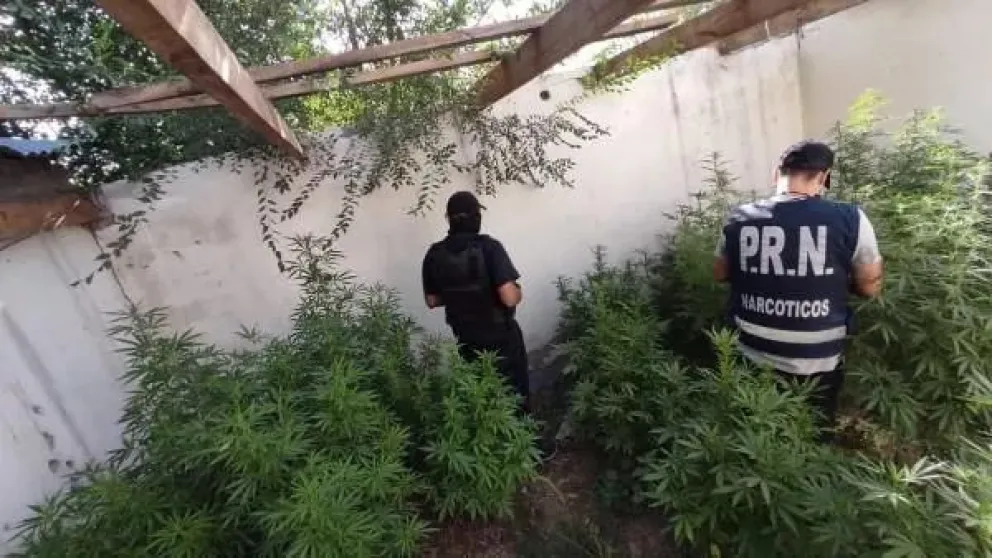 Gran operativo para secuestrar 50 plantas de marihuana y un arma