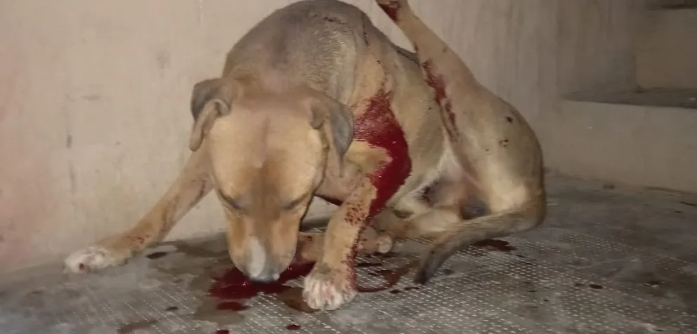 Una asociación proteccionista se hizo cargo del perro atropellado por la Policía: ahora piden colaboración