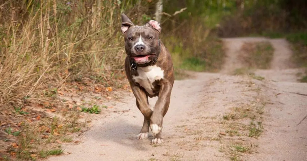 Una mujer murió tras ser atacada por un pitbull al defender a su caniche: estuvo dos días internada 
