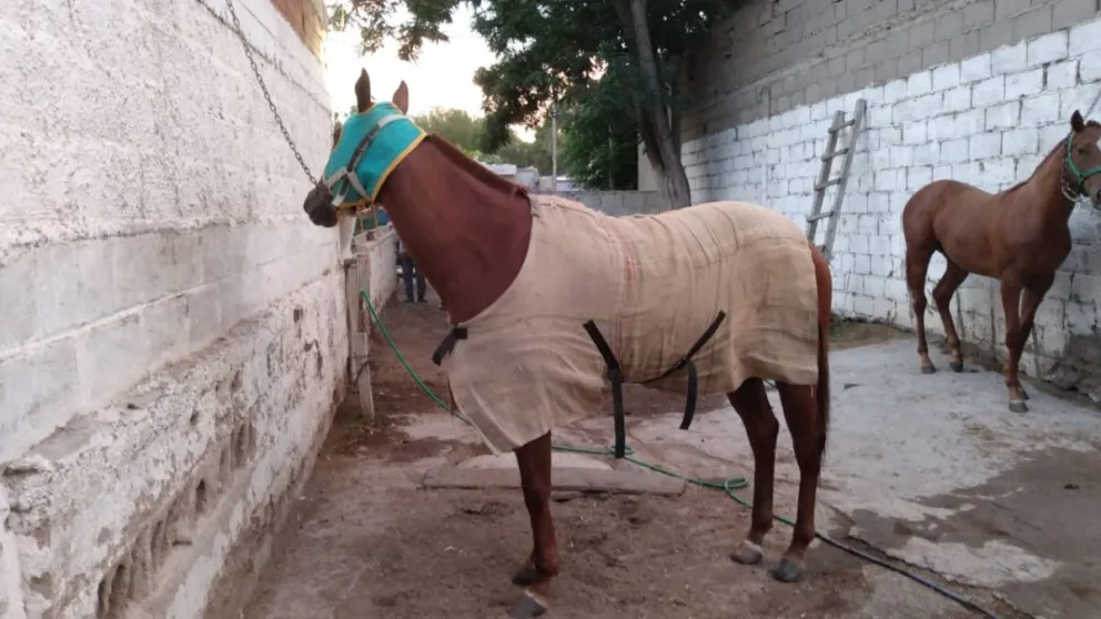Robaron una yegua que vale un millón de pesos y apareció en Sierra Grande