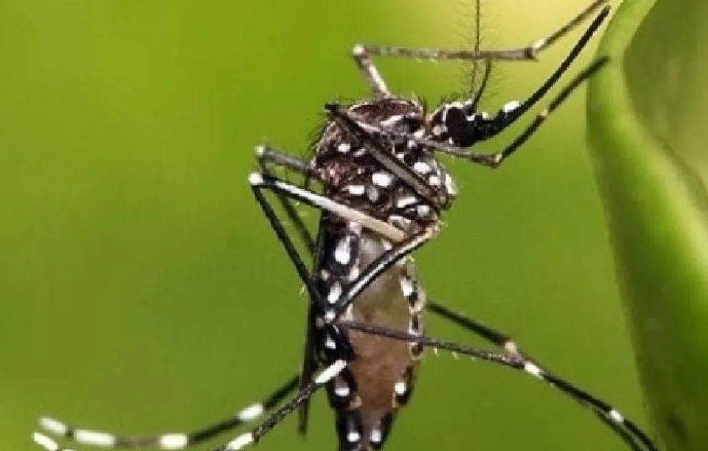 Salud vigila de cerca al mosquito del Dengue