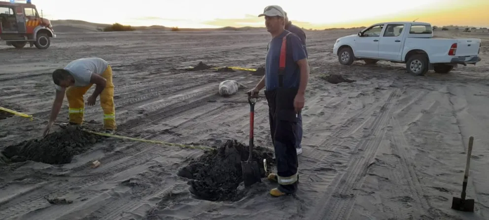 Un elefante marino llegó a San Blas con problemas respiratorios: lo medicaron y siguió
