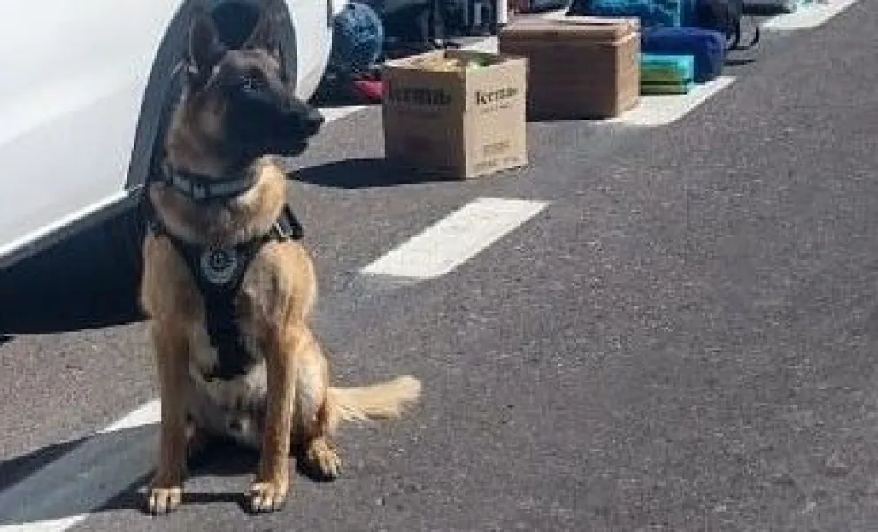 El perro vigilante lo hizo de nuevo: Máximo enganchó a un conductor con marihuana y terminó preso