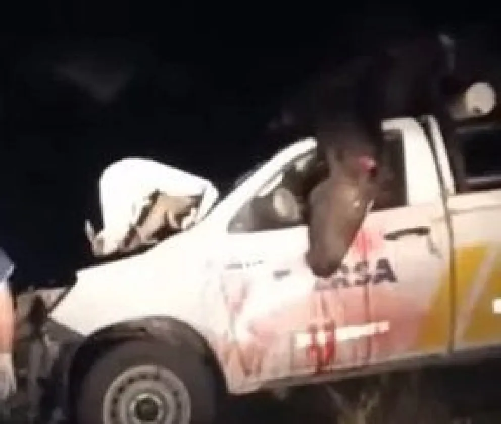 Una camioneta de Edersa chocó en la ruta contra un caballo y se salvaron de milagro