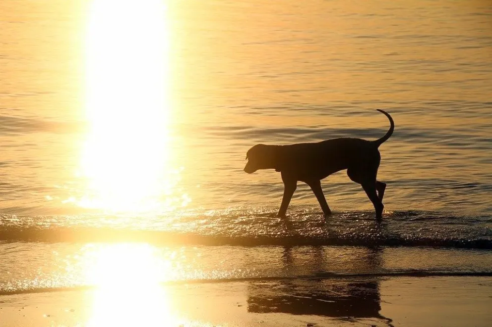 Pesatti quiere playas exclusivas para ir con perros 