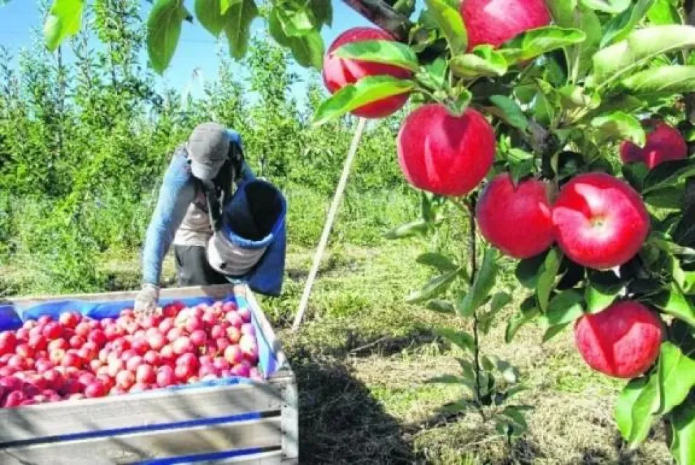 Preocupación en los productores de manzanas: “Fue una cosecha desastrosa”