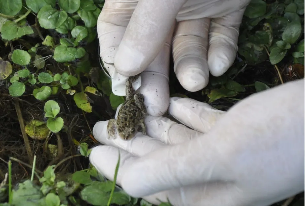 Una nueva reintroducción permitió volver a casa a la Ranita de Somuncurá 