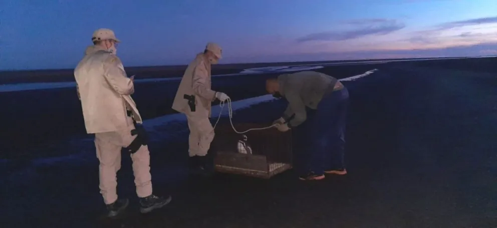 Nuevo rescate de un pingüino hallado en la costanera de San Blas y que fue devuelto a su verdadera casa