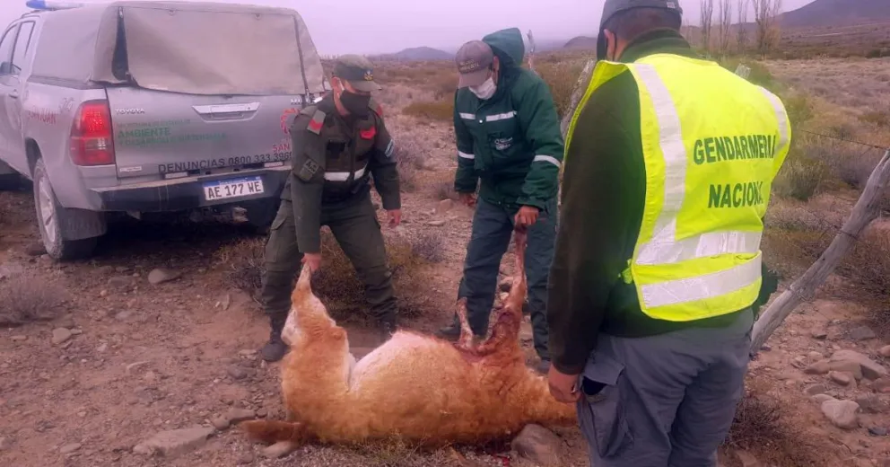 Los agarraron con 400 kilos de guanaco