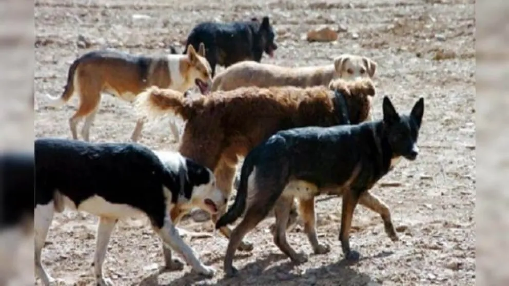 Un ataque canino contra un niño es materia de polémica judicial