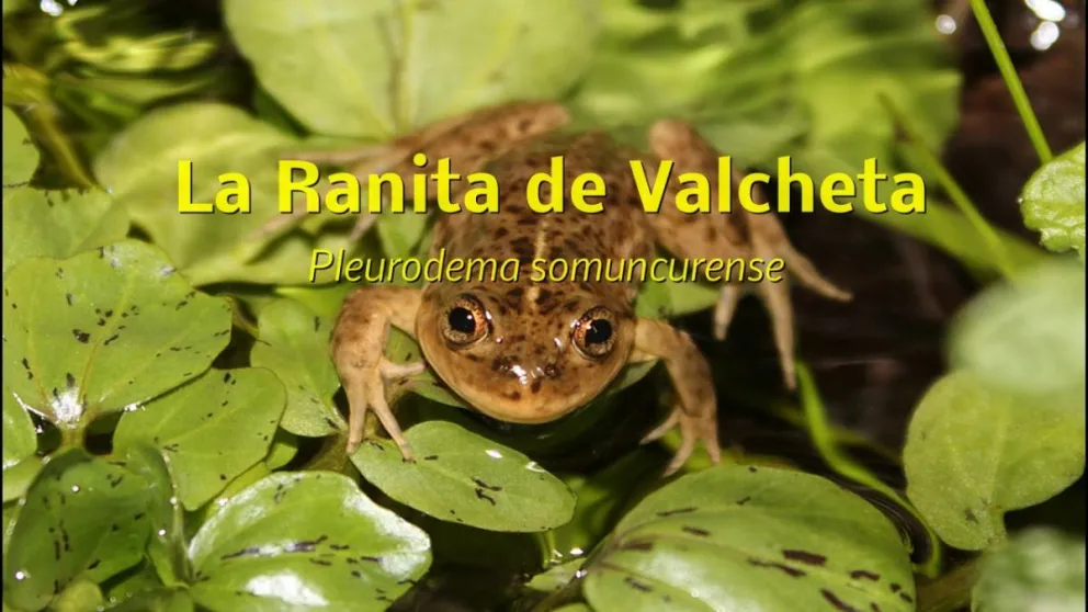 La ranita de Valcheta está críticamente amenazada y se trabaja en la recuperación de la especie