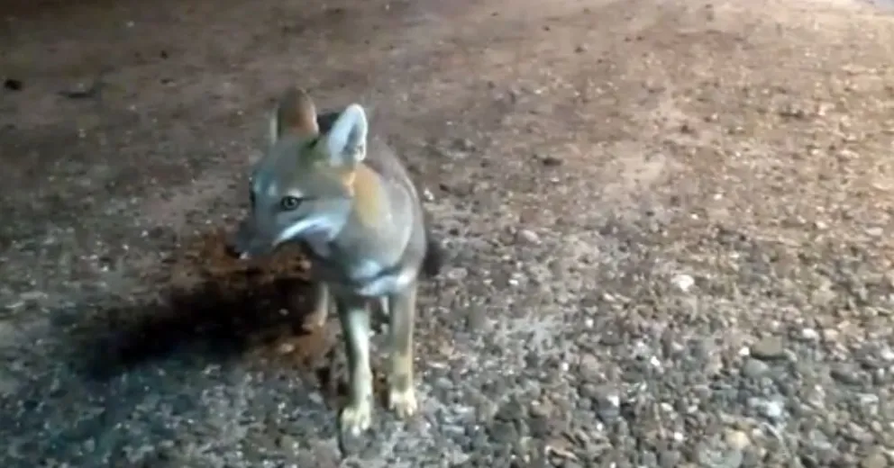 Video: Un zorro gris muy amistoso en el camping de la Lobería