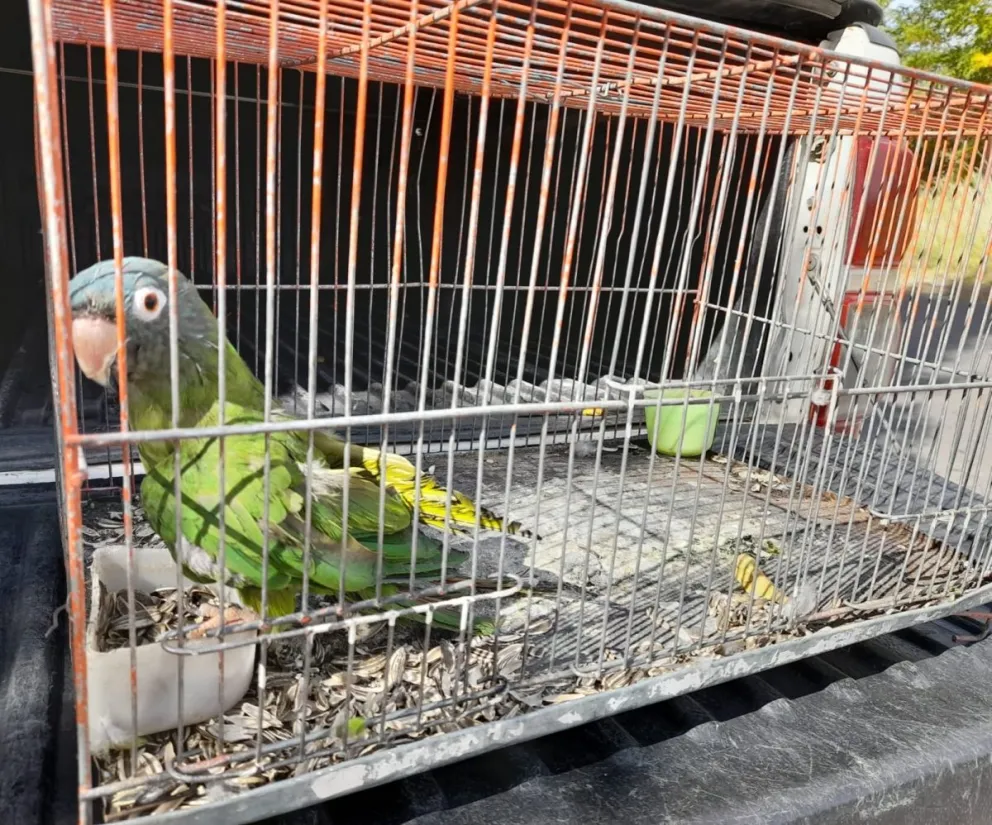 La crueldad de tener animales silvestres como mascotas está bajo la lupa de Ambiente