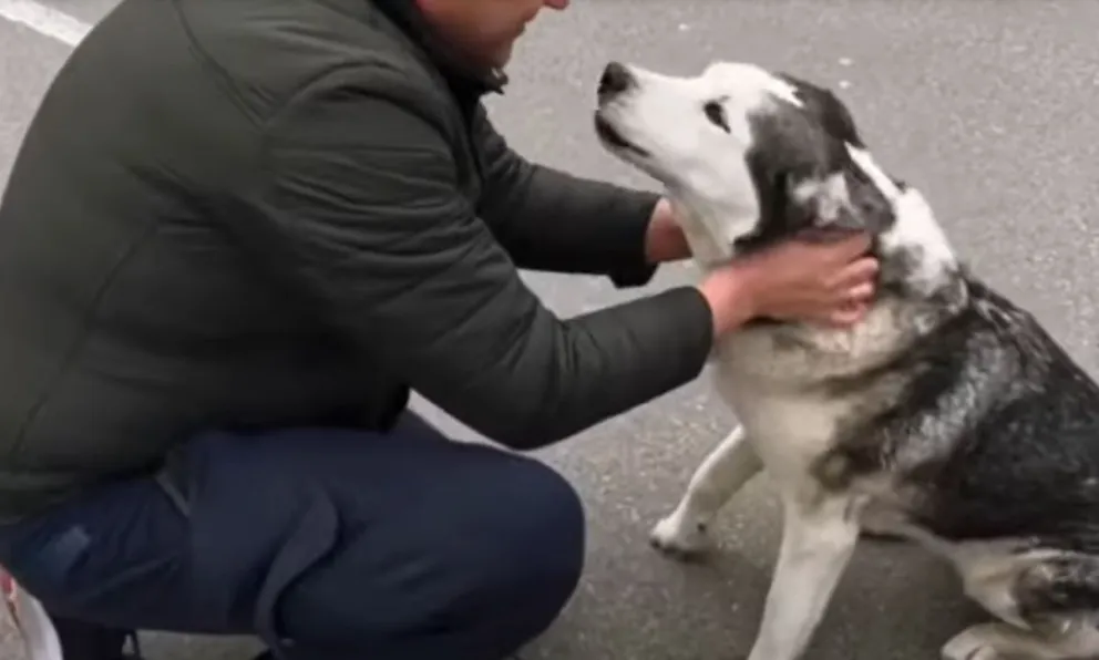 VIDEO: el emotivo reencuentro de un perro y su dueño en medio de la guerra 