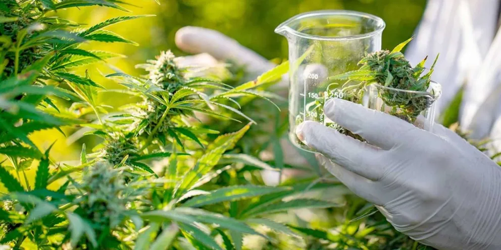 El Gobierno lanzó la Agencia Nacional de Cannabis para impulsar su uso medicinal e industrial
