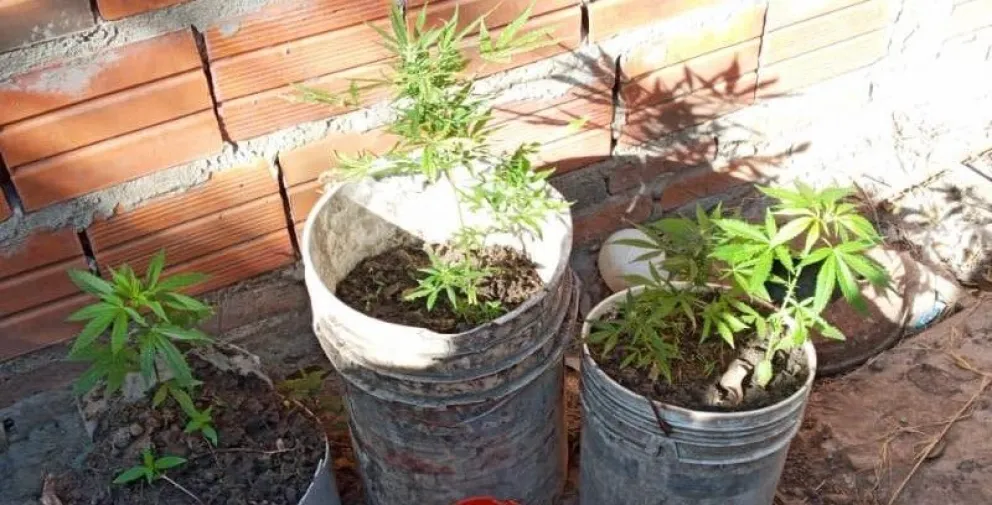 Robaron plantas de marihuana, se les cayeron y un vecino denunció a la Policía
