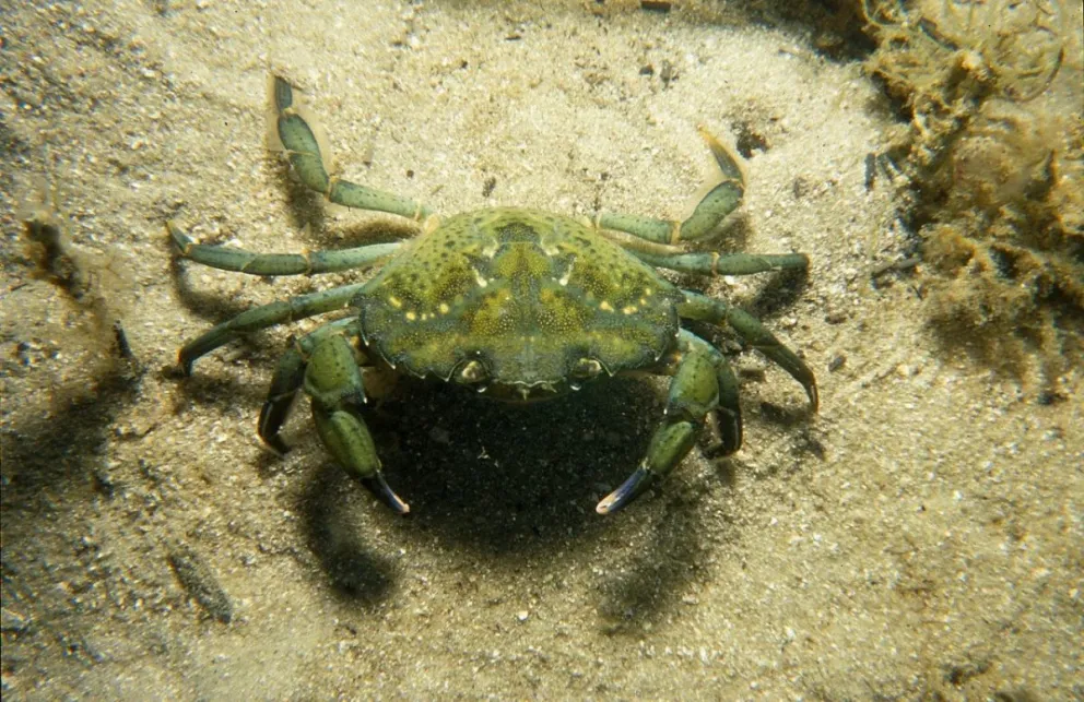 Preocupa la invasión de un cangrejo que está depredando caballitos de mar