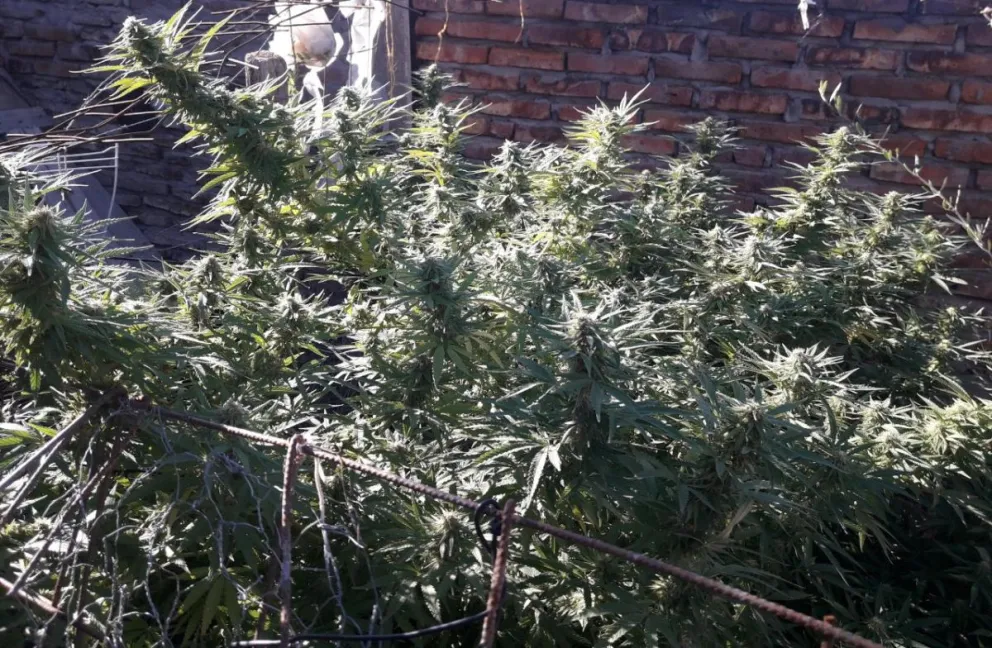 Agarraron al ladrón que le pegó un martillazo a un anciano y le secuestraron plantas de marihuana
