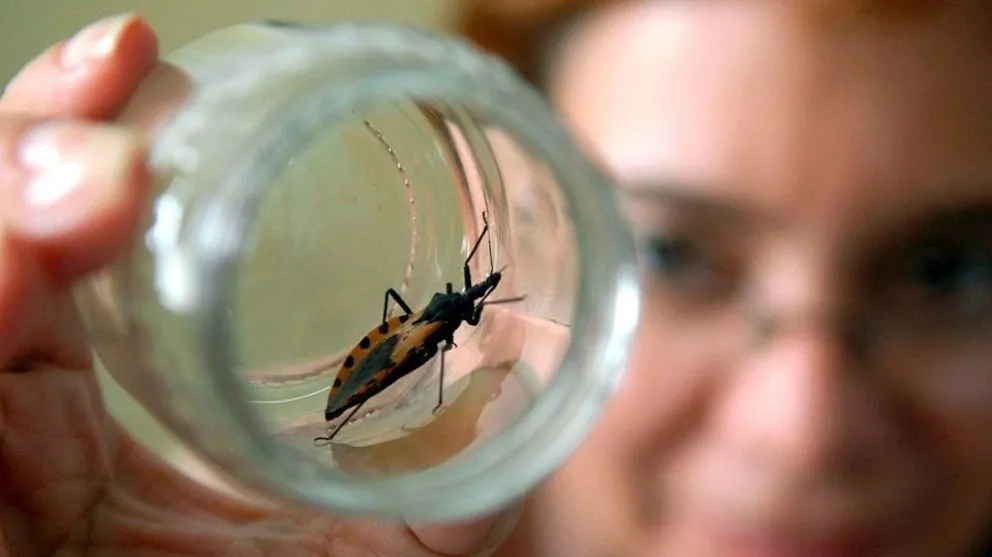 Presentan una aplicación para sostener la vigilancia contra el mal de Chagas
