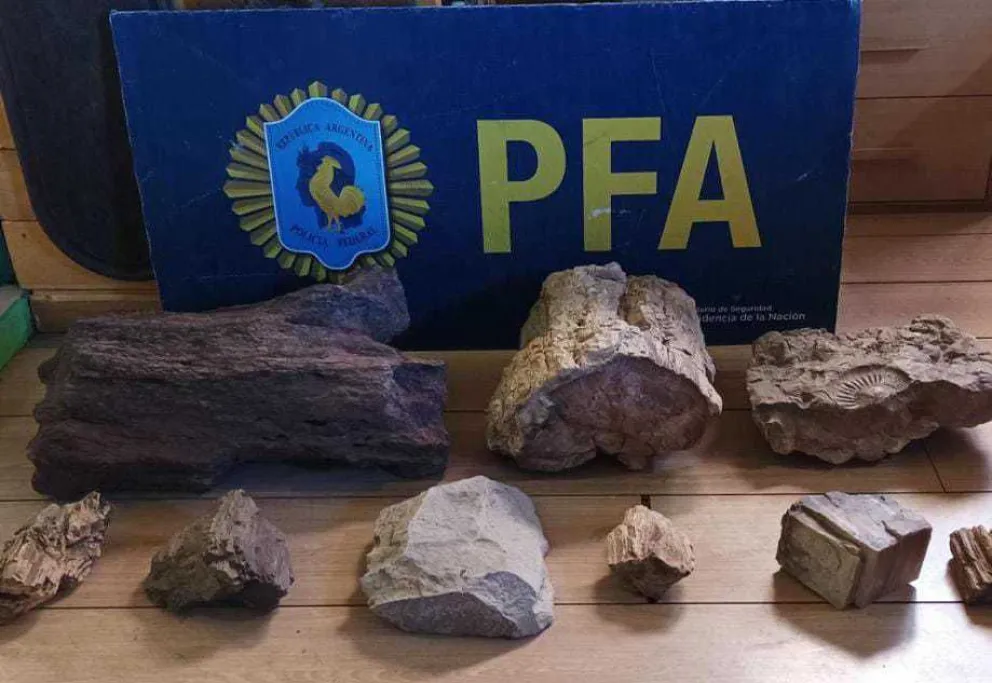 Detuvieron a un sujeto que robó piezas de Patrimonio Paleontológico de millones de años
