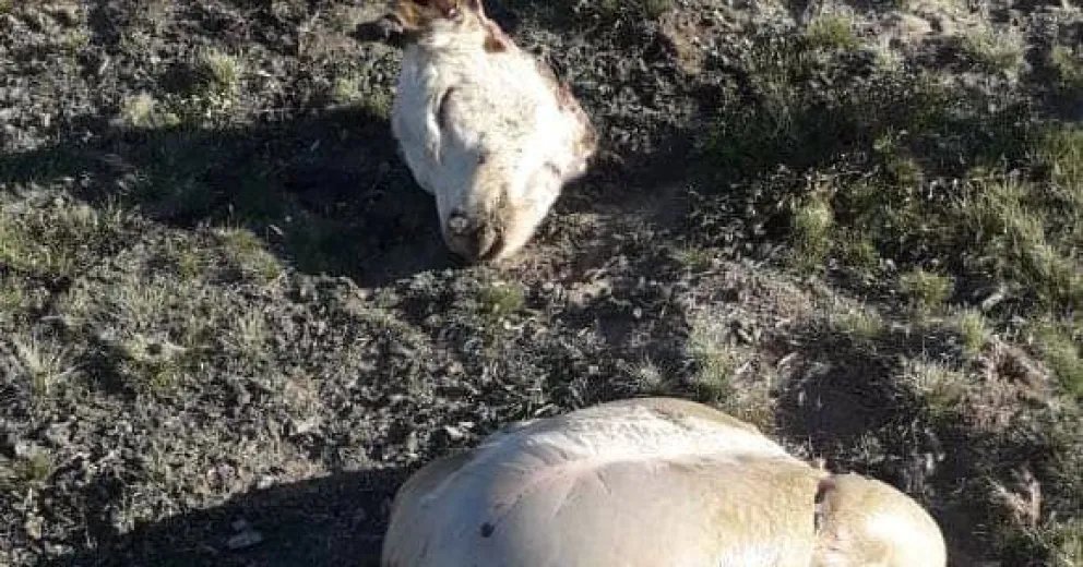 Le carnearon cinco terneros, solo le dejaron las cabezas y las tripas