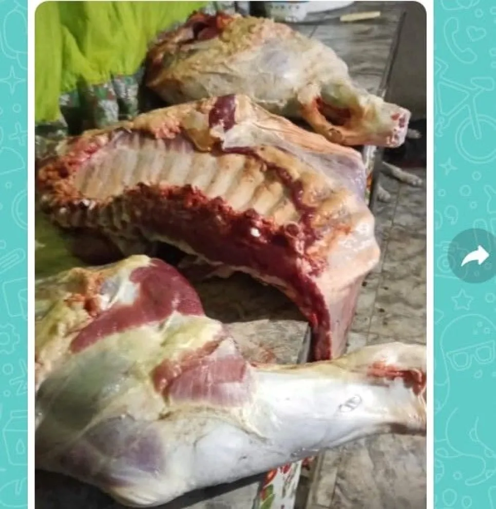 A pocas horas de faenar animales, venden 600 kilos de carne de dudosa procedencia vía WhatsApp