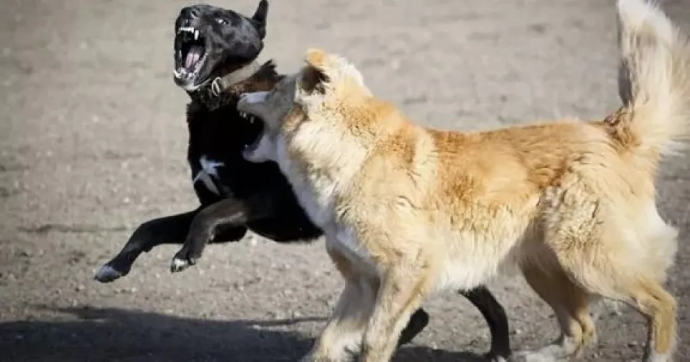 Perros en las calles de Viedma.