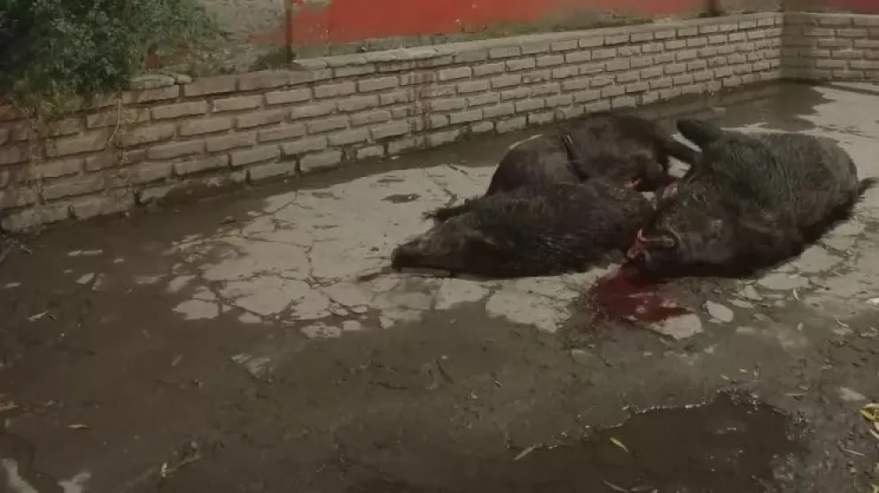 Alertan que si no se usan jaurías, el stock de cerdo salvaje crecerá en forma vertiginosa