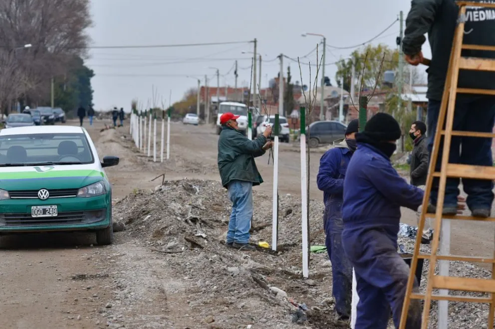 Plantan 2430 arboles, 10 por cada año de Viedma