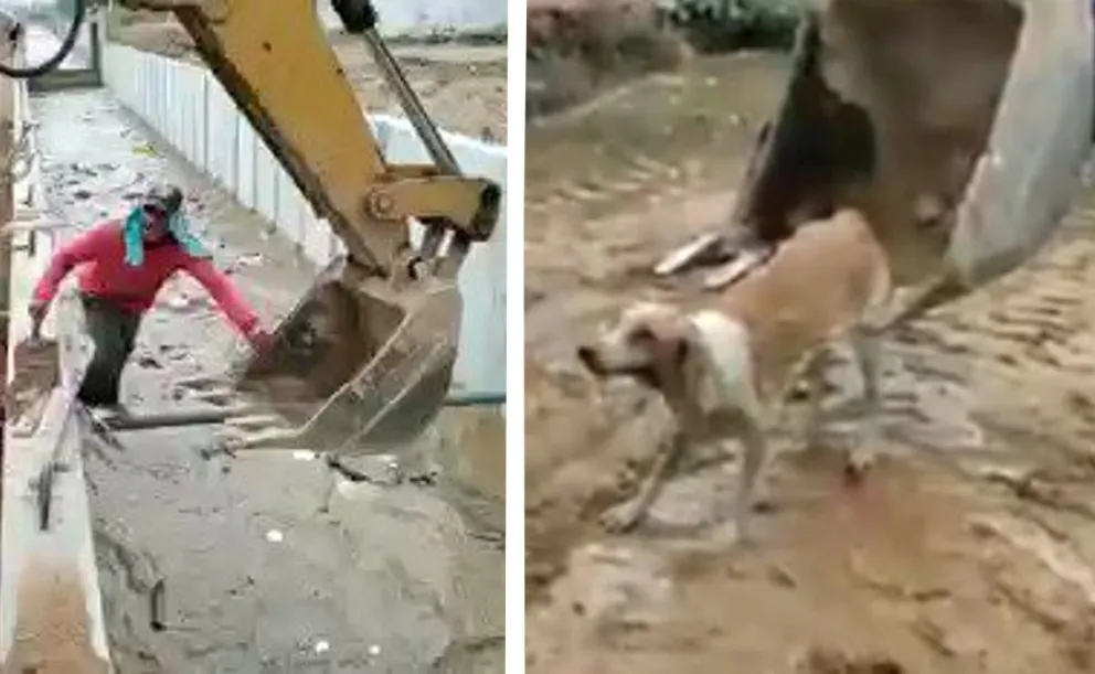 EMOCIONANTE VIDEO: obreros rescatan a una perra que se cayó al agua 