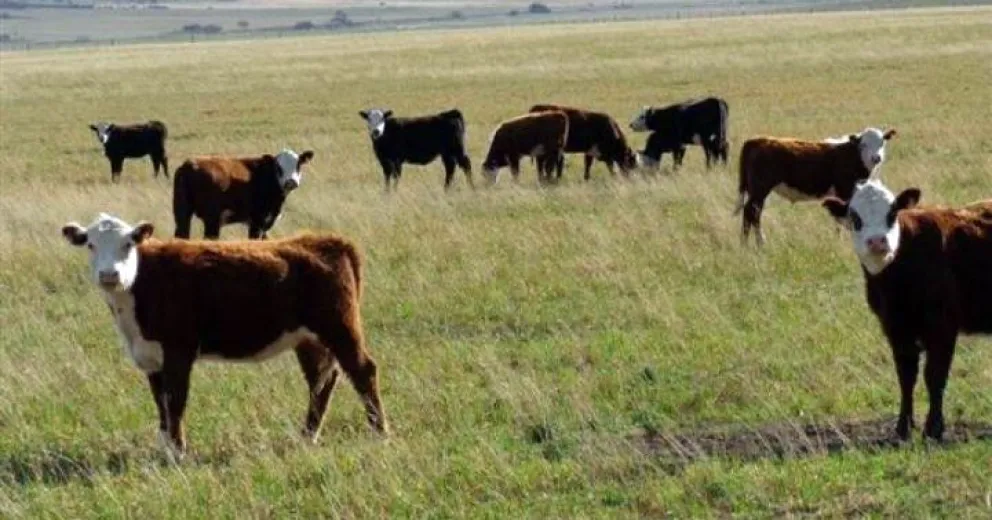 Robaron dos terneros camino a la Lobería