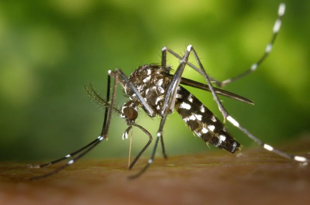 Alerta por dengue: alrededor de 32 muertos y cifras récord en contagios