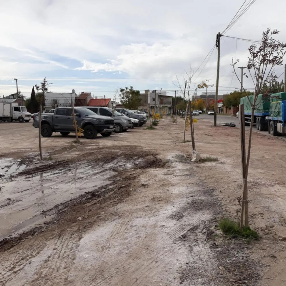 Vuelven a repetirse los pecados contra los árboles en Viedma
