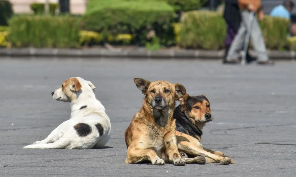 Ya aplican el plan de castración masiva de mascotas 