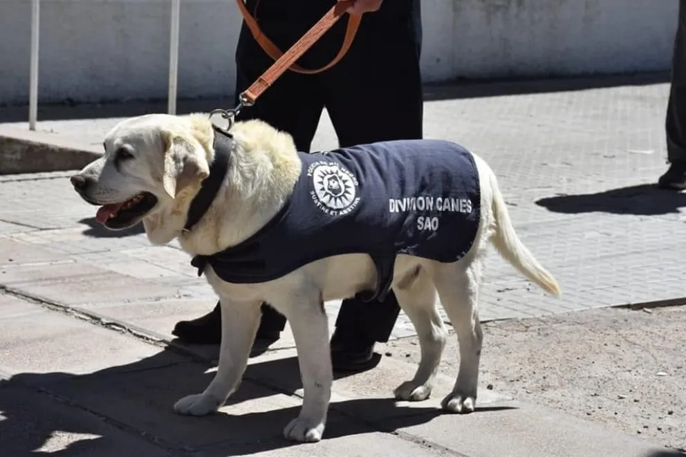 Tristeza por la partida de Gringo, el perro emblemático de la policía de San Antonio
