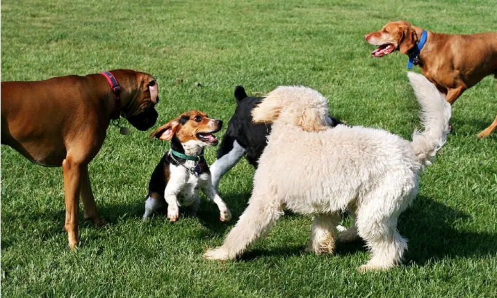 Día del animal: PAMVI prepara un gran evento familiar para este sábado 30  