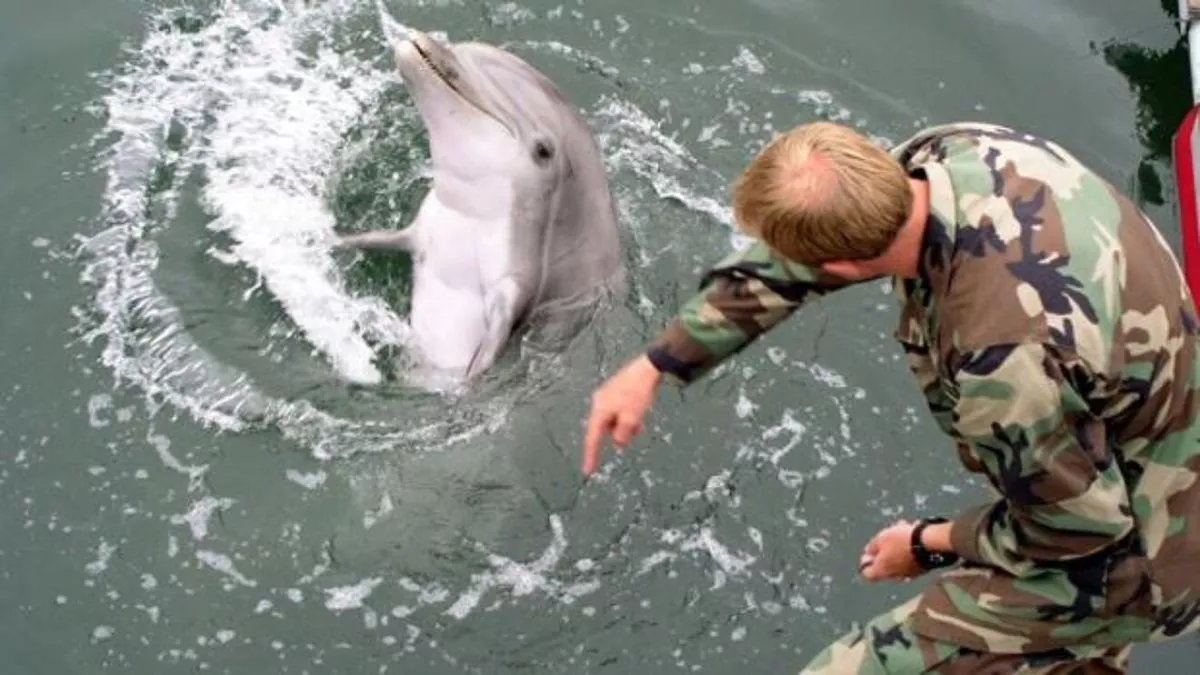 Rusia sumó a delfines para la guerra contra Ucrania: ¿para qué y dónde los  usan? | NoticiasNet - Informacion de Rio Negro, Patagones y la costa