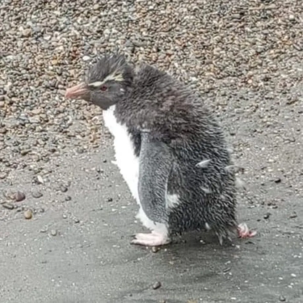 Otro pingüino fue devuelto a su verdadero hábitat