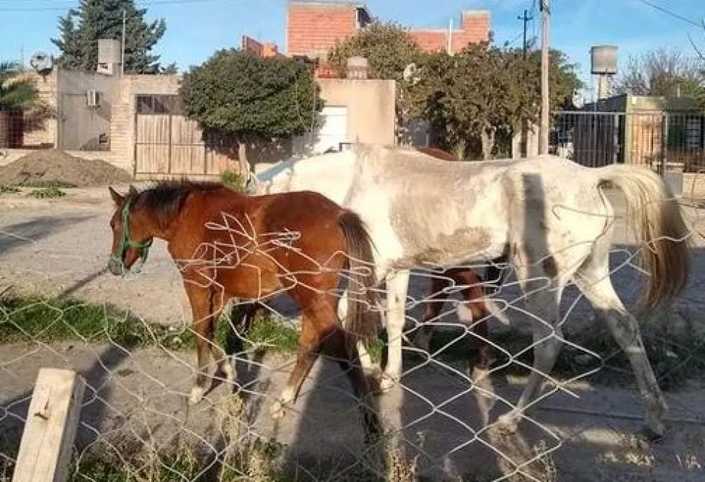 Peligro en el barrio Lavalle: andan caballos sueltos