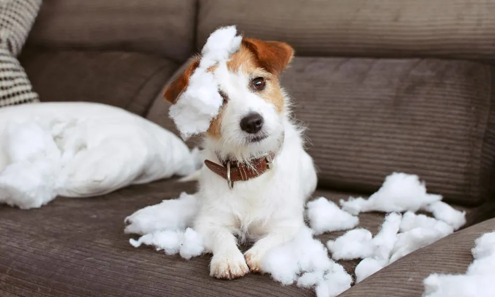 Un nuevo estudio: se demuestra que la raza de los perros no determina su comportamiento