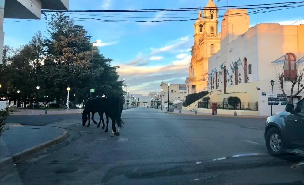 Caballos piqueteros: dos equinos cortaron el tránsito en el centro de Patagones 